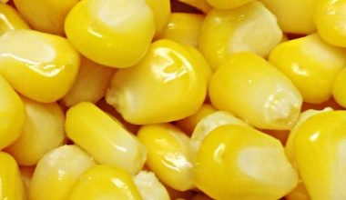 پخش ذرت شیرین تایلندی